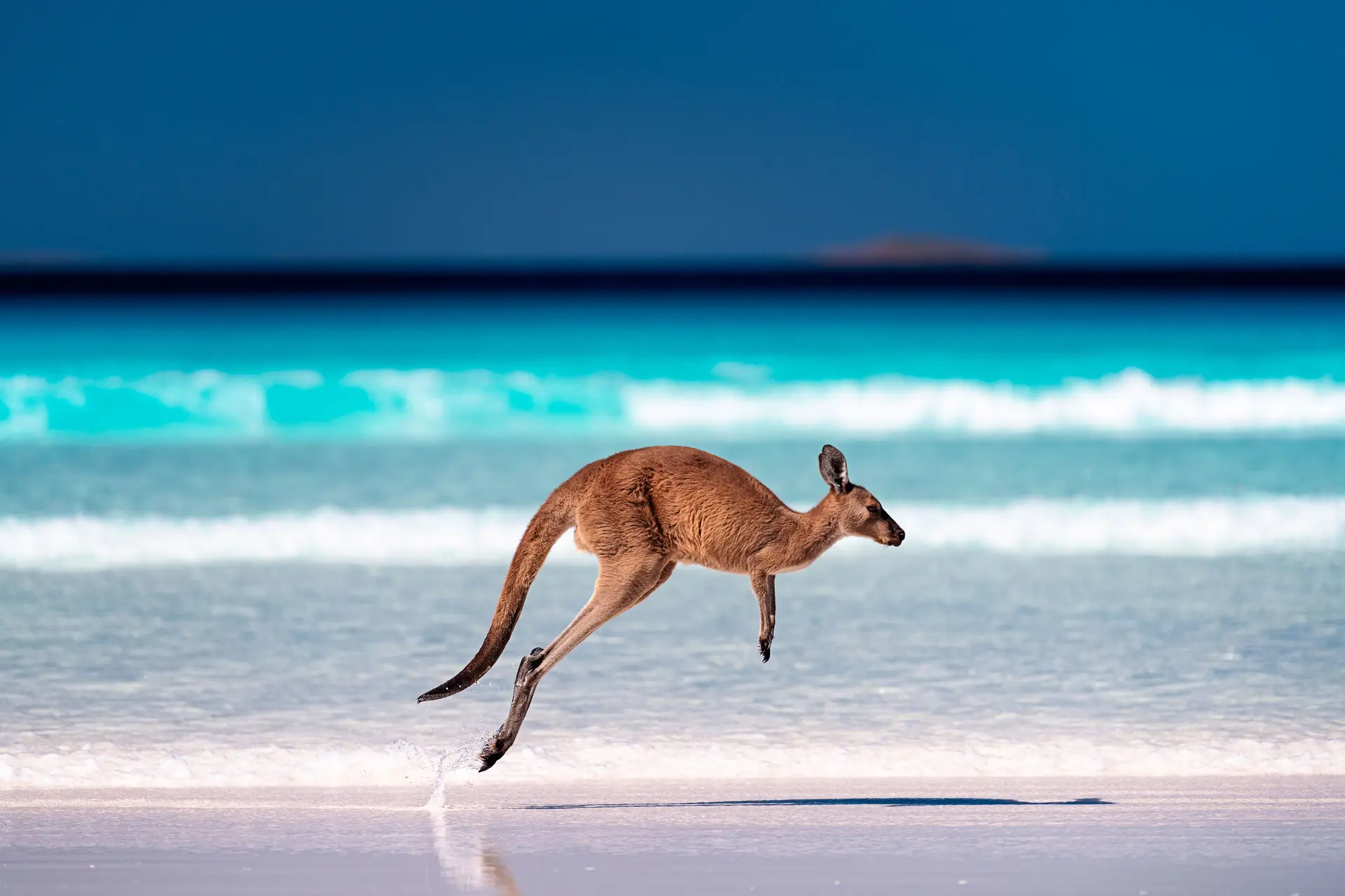 Kangaroo Island coastline and wildlife