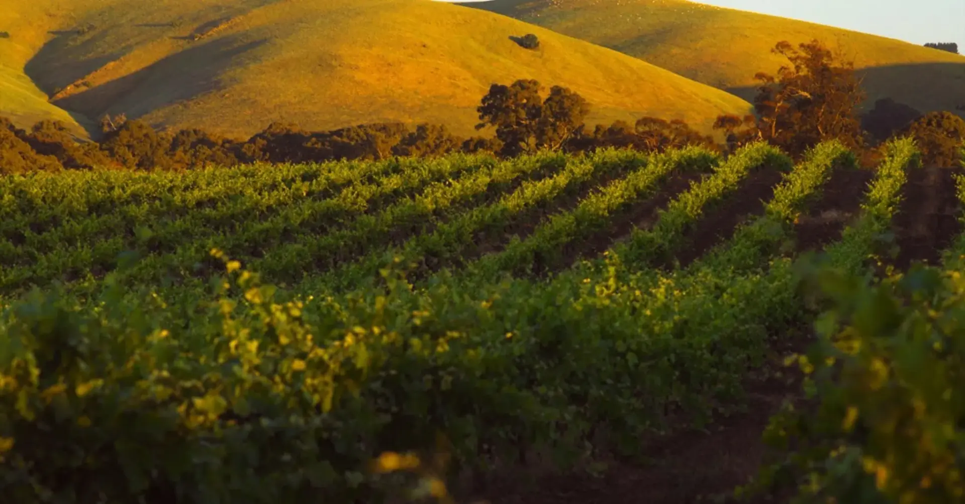 Barossa Valley vineyard landscape