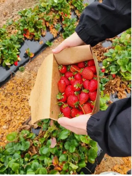 Fresh produce and preserves at an Adelaide Hills farm