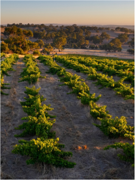 Vineyard Rows